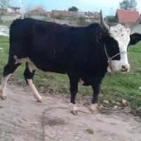 گاویا لیشه چالوسی|حیوانات مزرعه|رشت, حومه رشت|دیوار