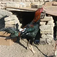 خروس لاری ذات ترک افغان