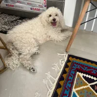 سگ پودل مینیاتور وارداتی از ارمنستان / تربیت فول