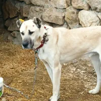 توله سگ سرابی 7ماه|سگ|اشنویه, |دیوار