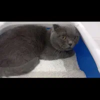 گربه مولد|گربه|مشهد, گلشور|دیوار