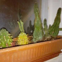 گل مصنوعی فروش یا معاوضه