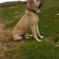 سرابی