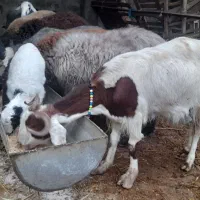 بزدوقلوبزغاله دار دورگ پاکستانی|حیوانات مزرعه|آق قلا, |دیوار