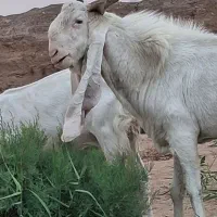 بز گلابی یا پاکستانی|حیوانات مزرعه|تهران, افسریه شمالی|دیوار