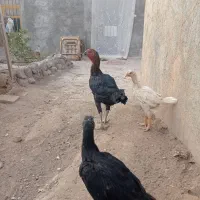 جوجه لاری و مرغ خروس مولد اصل|حیوانات مزرعه|نیشابور, دربقاضی|دیوار