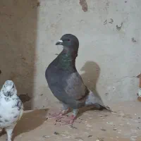 کبوتر|پرنده|میبد, |دیوار