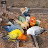 پرنده فروشی|پرنده|هشتگرد, هشتگرد قدیم|دیوار