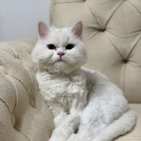 واگزاری به دلیل اقامت ارمنستان|گربه|بوکان, |دیوار