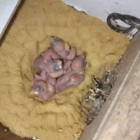 فنچ‌ نرگسی مولد جوان|پرنده|آباده, |دیوار