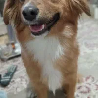 سگ پا کوتاه پامرین