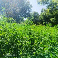 فروش یونجه