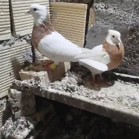 کبوتر . جفت طوقی زرد خال سیاه در شیبان