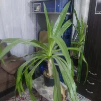 گل سوسن فروشی
