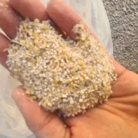 بلغور جو برای گوسفند و گاو و طیور