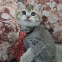 بریتیش اسکاتیش گلد