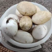 دهدشت و سمغان و گچساران