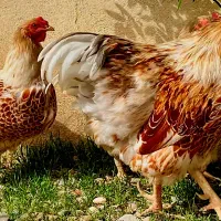 جفت ویاندوت اورنج