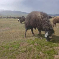 قوچ سه ساله تضمینی داخل گله