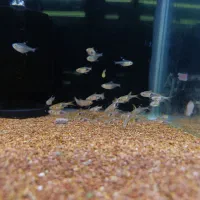 رازبرا دلقک|ماهی|فردیس, قریشی|دیوار