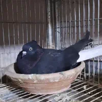 نروماده زاغ دم سفید کاکلی عروسک