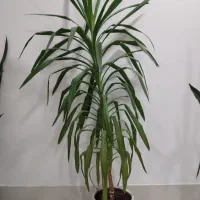 گل طبیعی سانسوریا ،یوگا،دیفن،|گل و گیاه طبیعی|دهلران, |دیوار