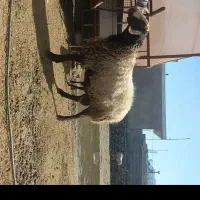 فروش قوچ شال دوساله دارای ژن دوقلوزا میش های هترو