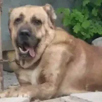 سگ والکادو نگهبان گله ای سرابی الابای ژرمن