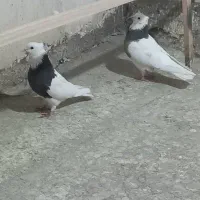 یه جفت کبوتر طوقی