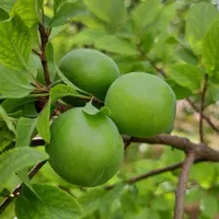 آلوچه کرجی تازه و ترد