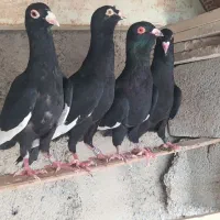 قره سوری ،دمچتری،موشی طلایی