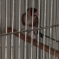 سهره ۲ ساله بخون وشکاری