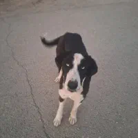 واگذاری سگ خارجی|سگ|گرمسار, |دیوار