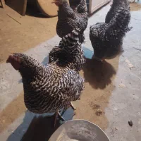 مرغ امروک تخم گذار|حیوانات مزرعه|شیراز, کوشک میدان|دیوار