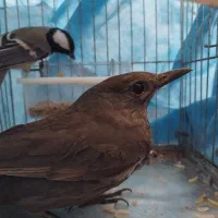 مرغ مینای سیاه