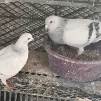 کفتر کرمانی و سار