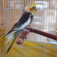 عروس پاریس نر