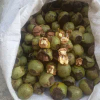 سلام گردو درجه یک