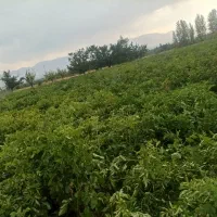 فروش زمین مزروعی