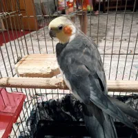 عروس هلندی