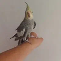 یک عدد عروس هلندی برای فروش|پرنده|یاسوج, |دیوار