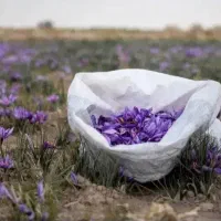 استخدام نیروجهت بسته بندی