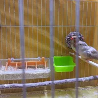 فنچ .|پرنده|اصفهان, صدف|دیوار