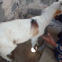 ۳تاچپشت چاق  قیمت مناسب