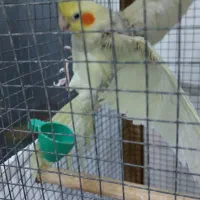 عروس هلندی|پرنده|چهاردانگه (تهران), |دیوار