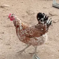 مرغ گلین لری