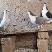 کفتر|پرنده|قهستان, |دیوار