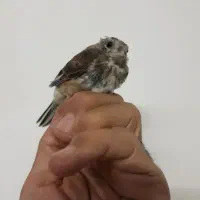 سهره.جوجه سینه سرخ .گلبسر