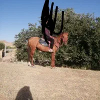 اسب در تجهیزات سوارکاری|اسب و تجهیزات اسبسواری|مشهد, بهمن|دیوار