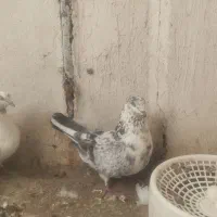 کبوتر